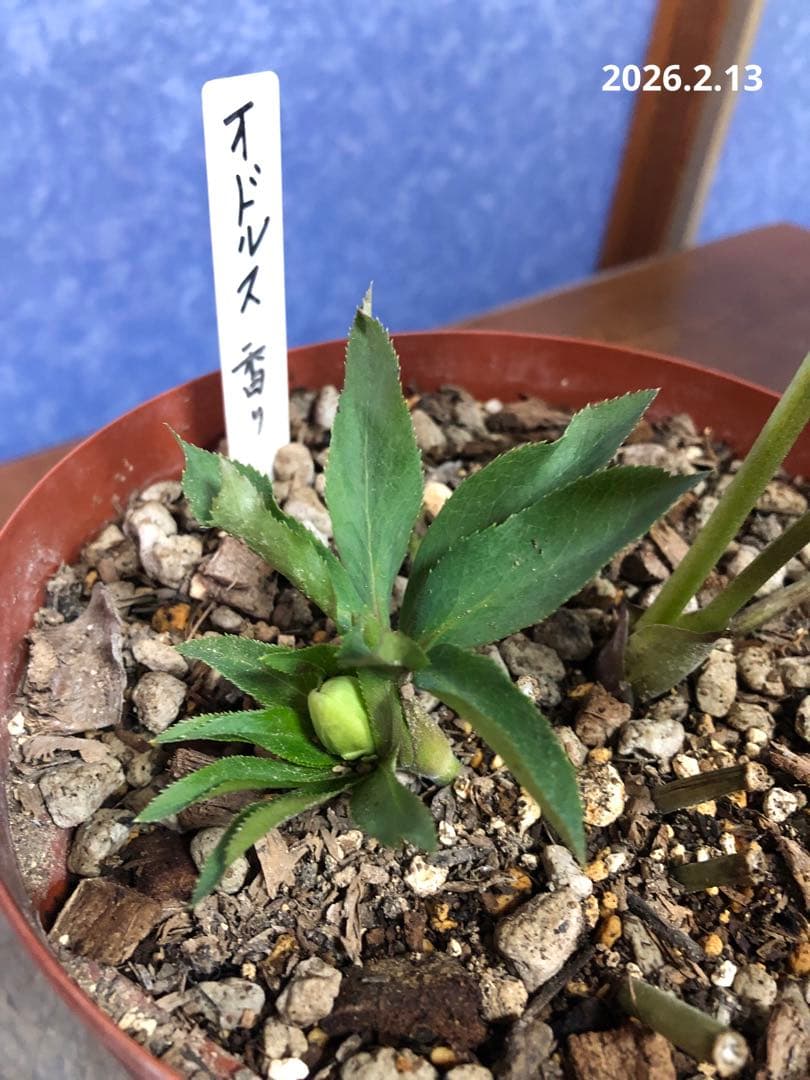 クリスマスローズ　原種　オドルス　緑　シングル　香り