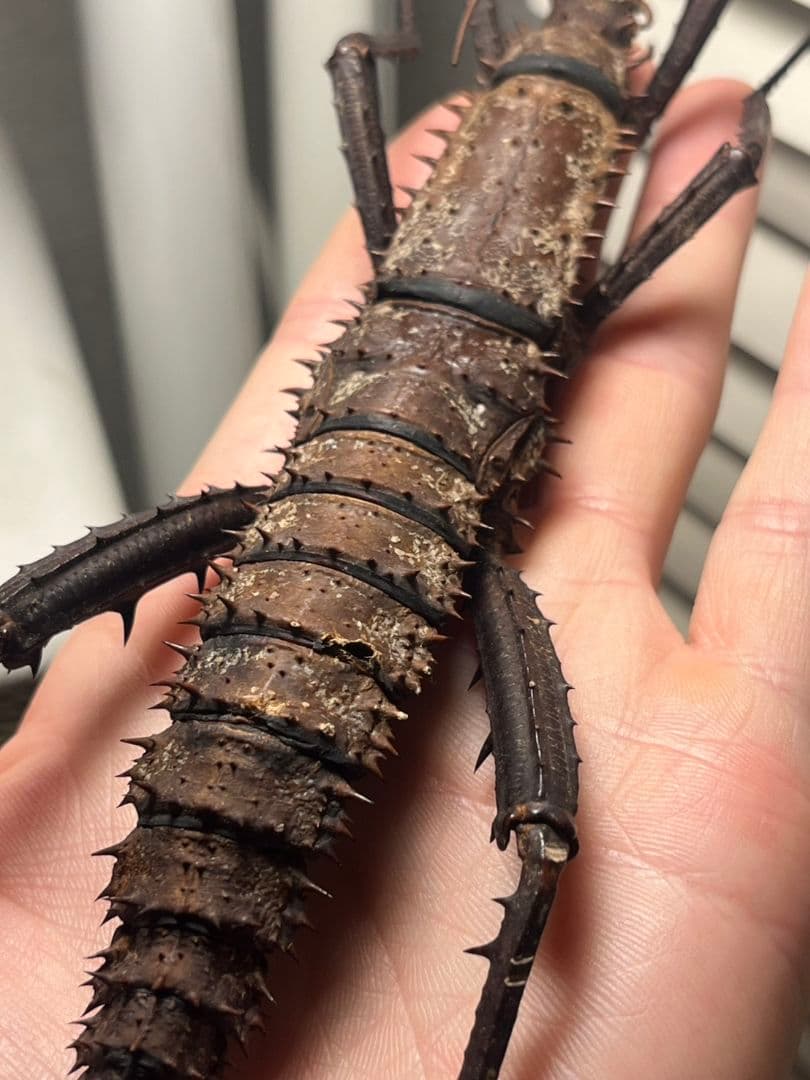 【特大♀】トゲアシフトナナフシオバケフトナナフシコノハムシカマキリバッタ直翅類