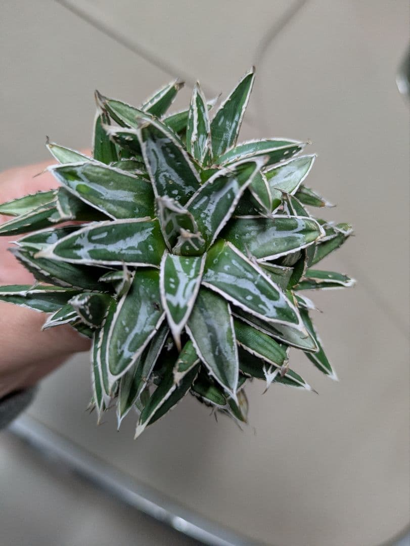 アガベ 姫笹の雪　白斑入　希少　姫笹の雪　子株沢山セット