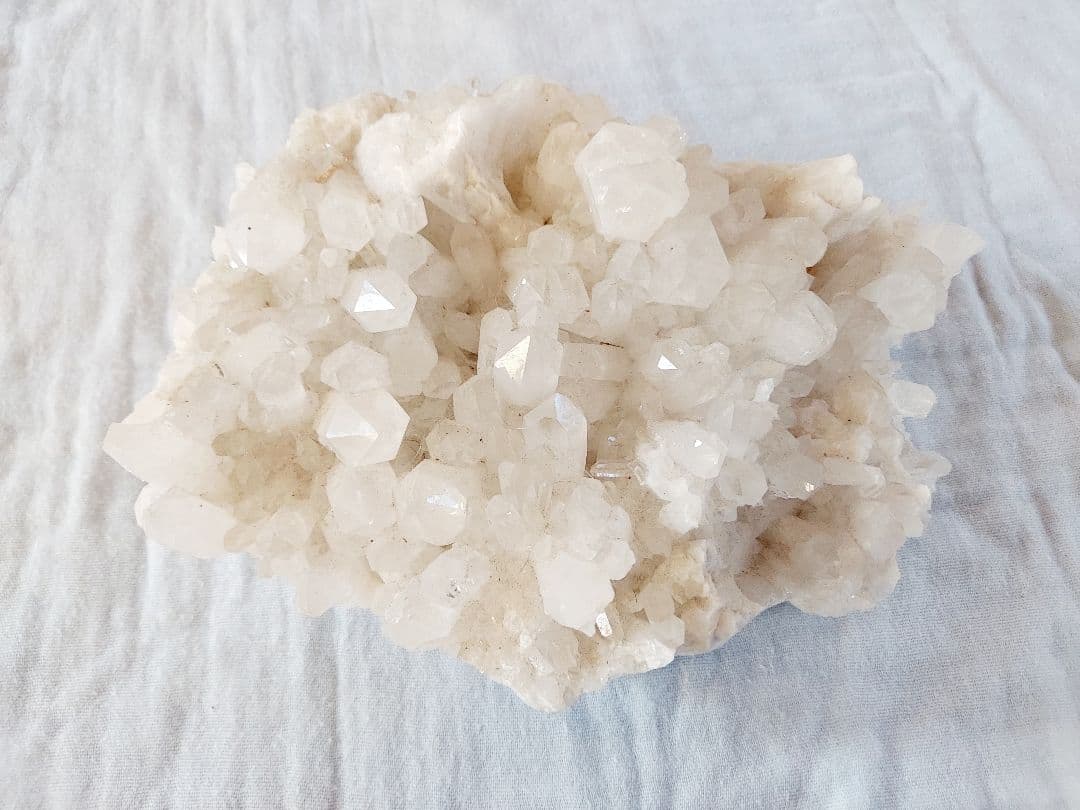 ヒマラヤクラスター　20cm