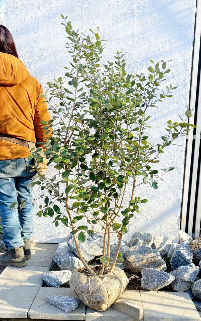 超逸品。フェイジョア株立ち1.4M(鉢底から)品番C