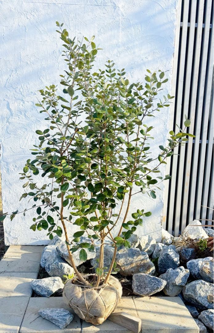 超逸品。フェイジョア株立ち1.4M(鉢底から)品番C