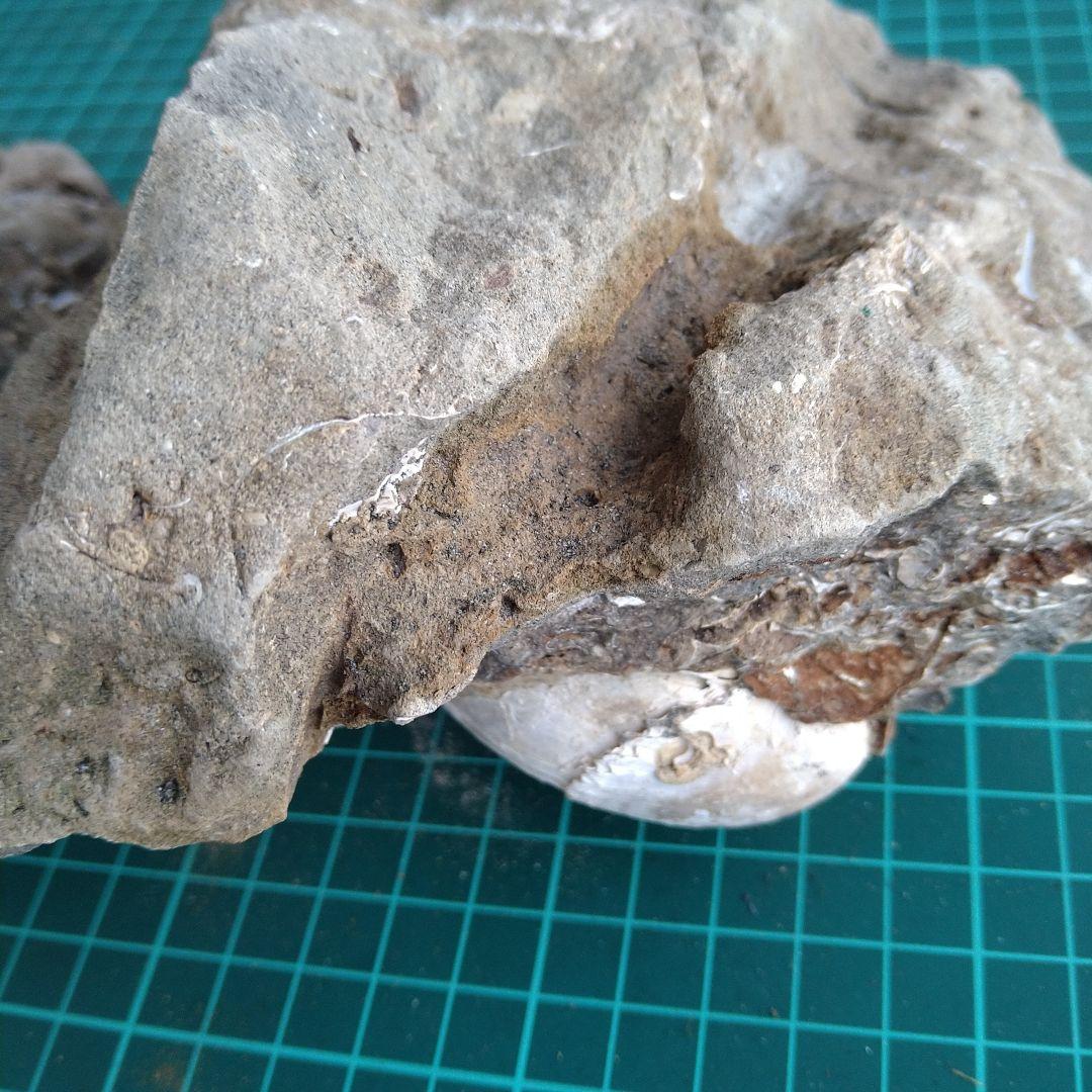 化石 貝殻 セット 標本 研究 古代生物 コレクション