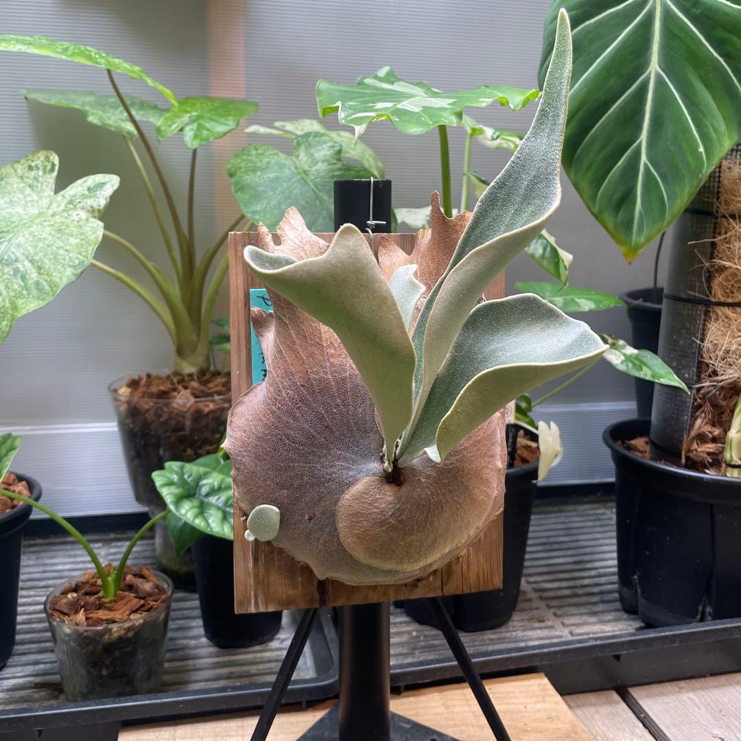 P.fsq De La Rocha デラロッチャ　pup