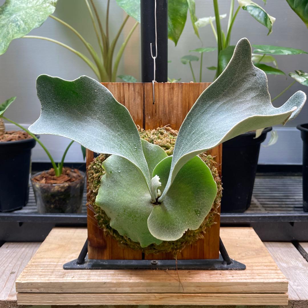 P.fsq De La Rocha デラロッチャ　pup