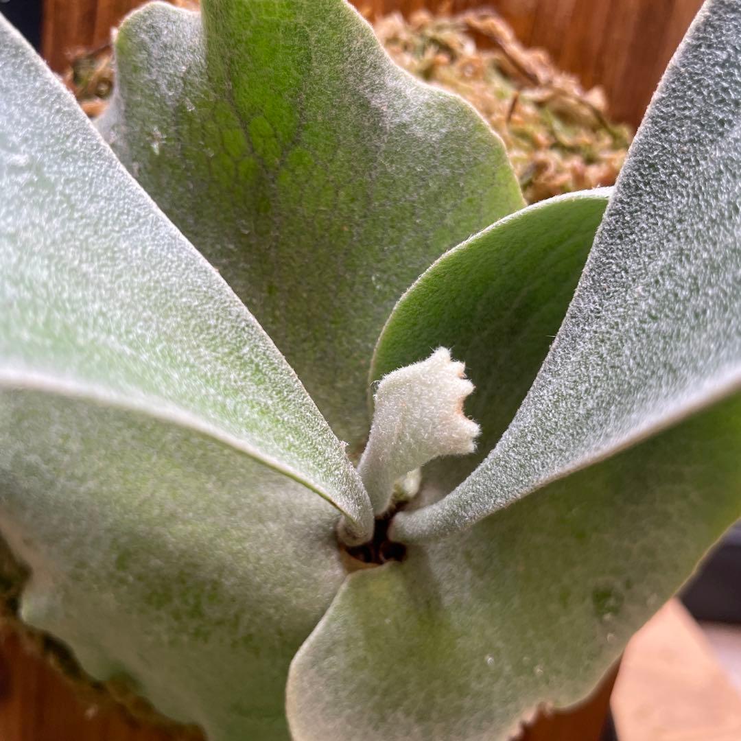 P.fsq De La Rocha デラロッチャ　pup