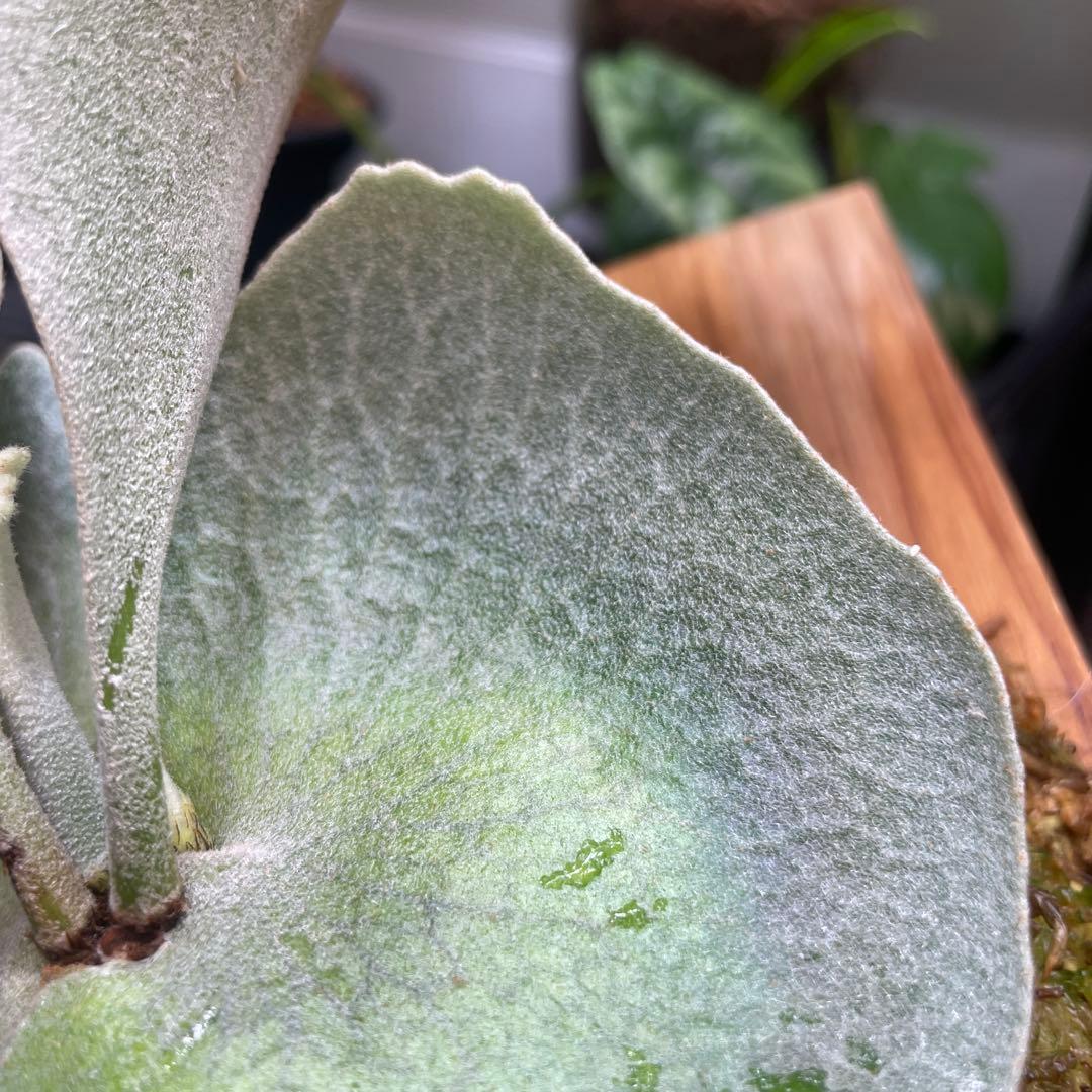 P.fsq De La Rocha デラロッチャ　pup