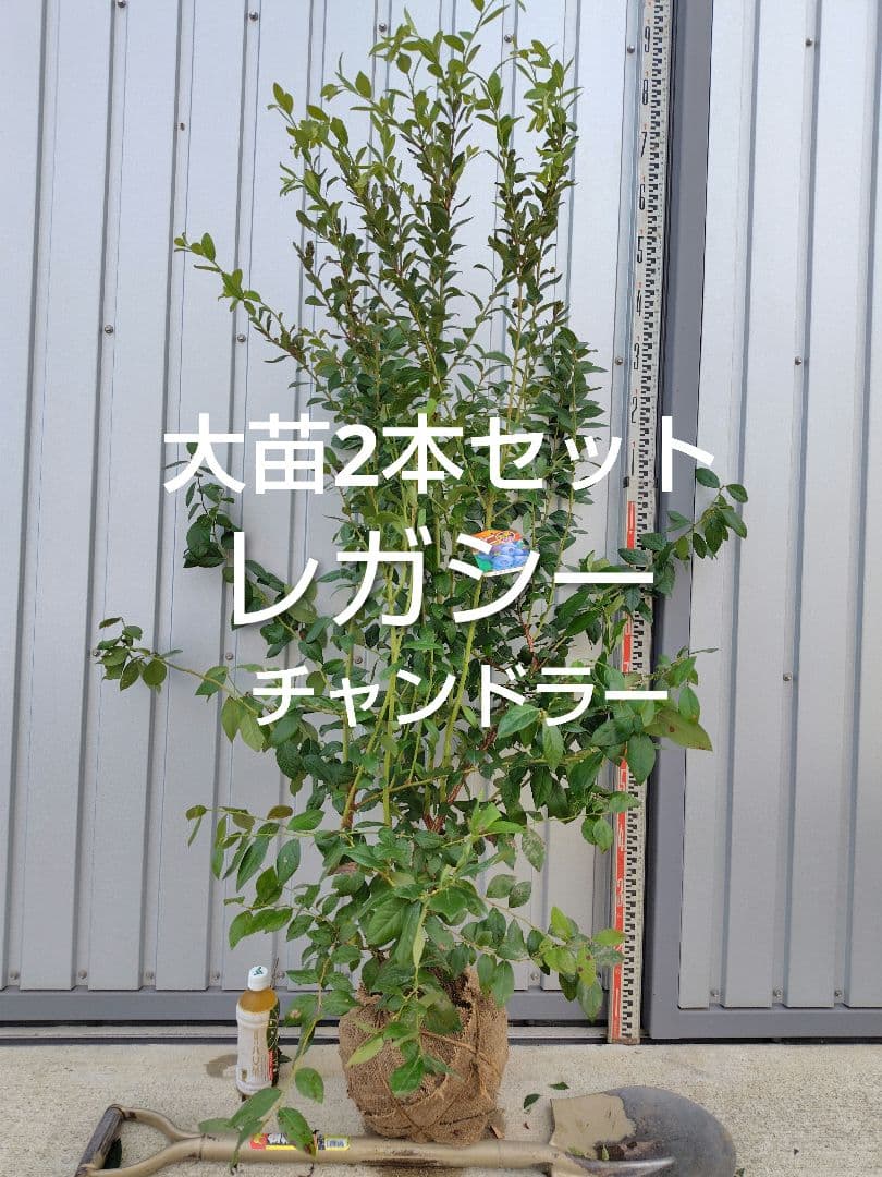 ブルーベリー苗　レガシー＆チャンドラー大苗2本セット