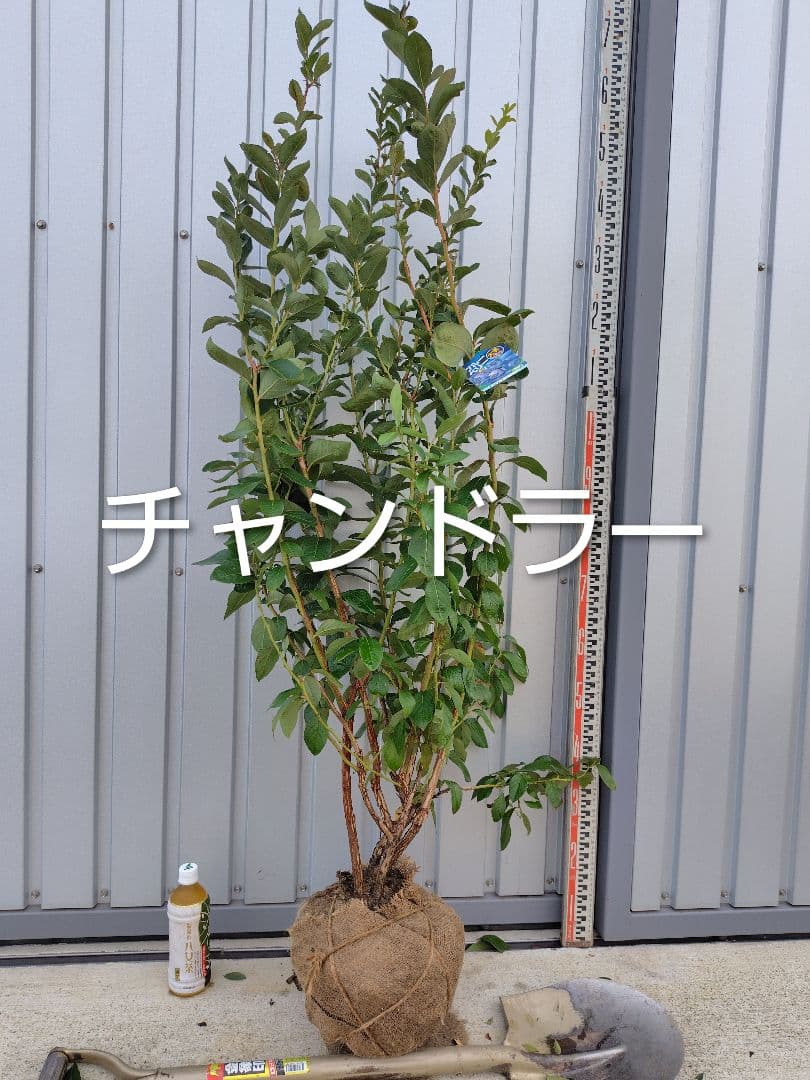 ブルーベリー苗　レガシー＆チャンドラー大苗2本セット