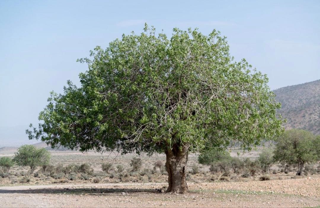 nini バネオイル　ローズ　Baneh Oil Rose Otto 新品