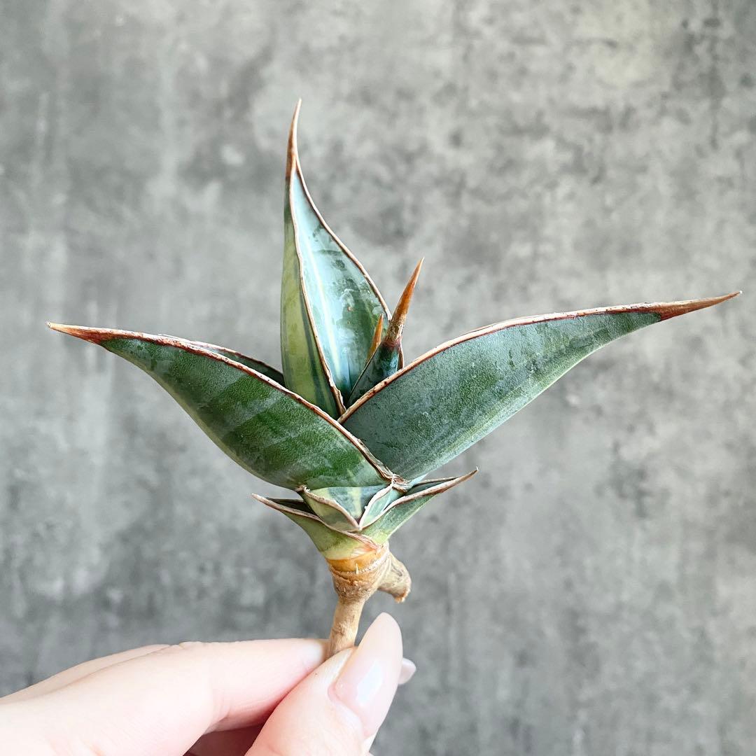 ス*ム様 S12734★オークション★サンスベリア ピングイキュラ ブラック 極