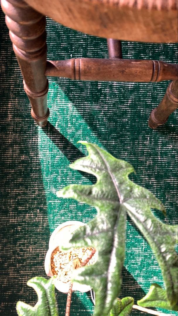 117×213 \"Chiristmas holly\" ViNTAGE RUG