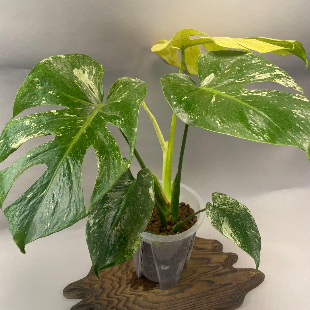 ま*認様 a105ホワイトモンスター 天津蘭 モンステラ斑入り