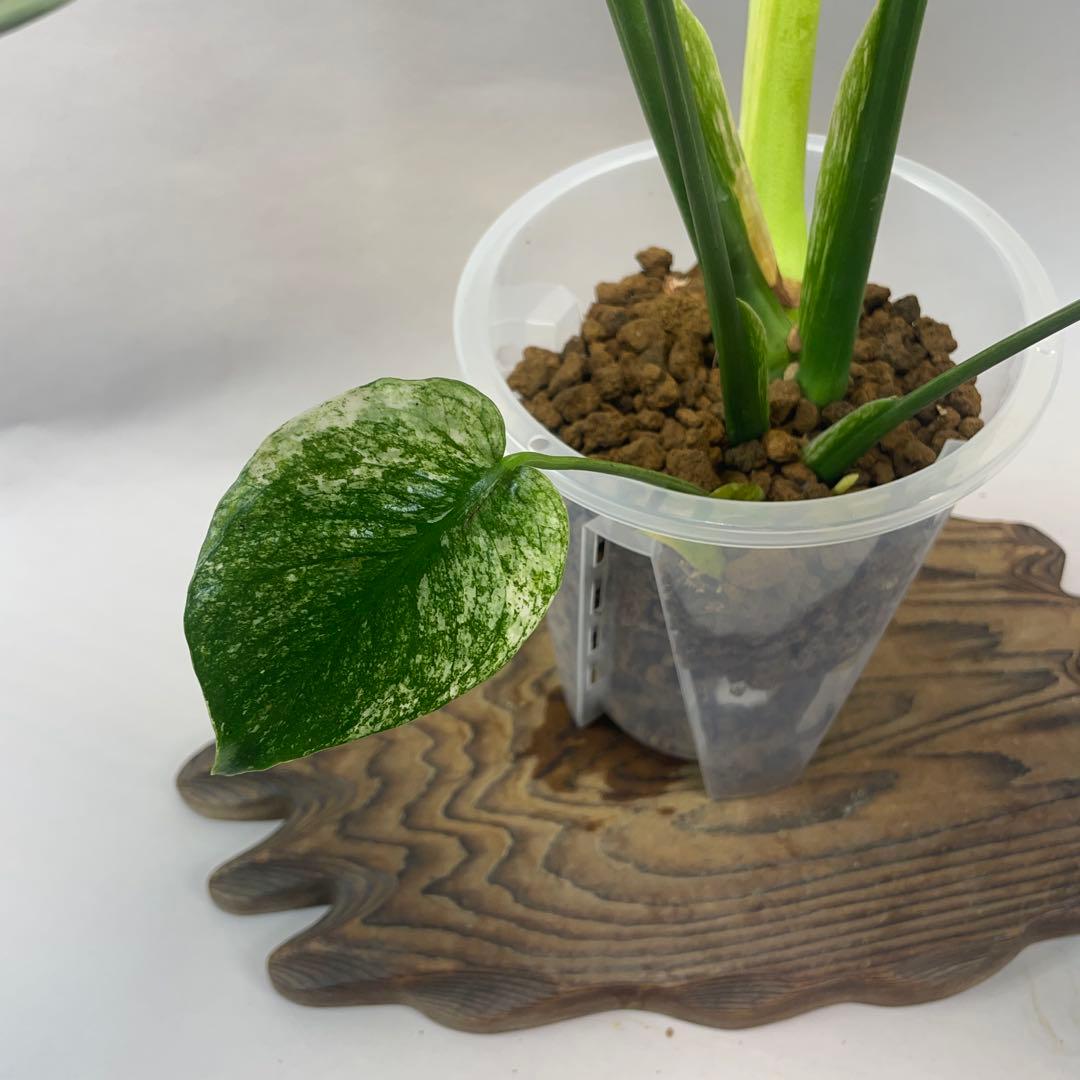 ま*認様 a105ホワイトモンスター 天津蘭 モンステラ斑入り