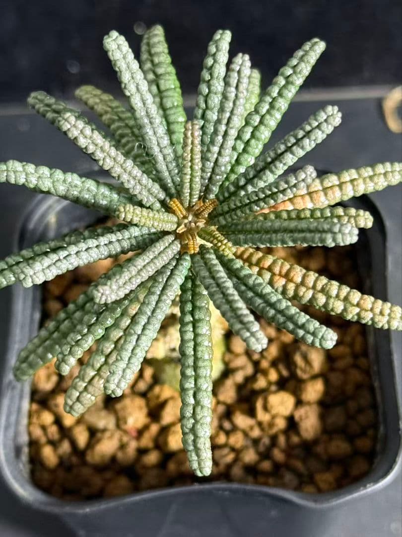 Y*i様 ドルステニア・ギガス ブルラタタイプ 実生株｜発根済み 鉢植え発送