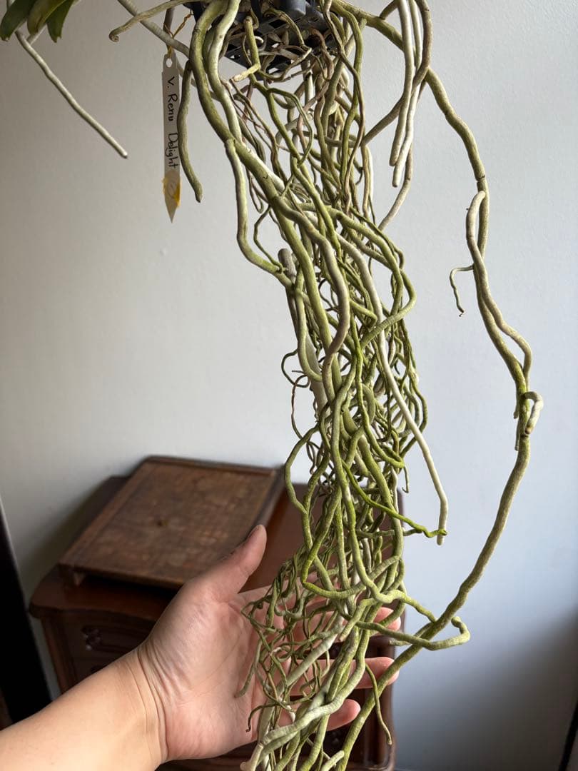 洋ラン バンダ 蘭 Renu Delight ツートン ①