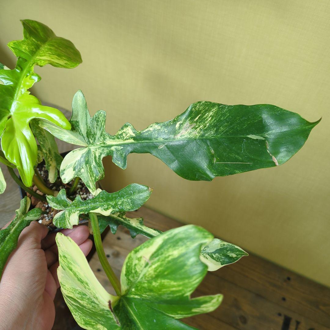 キ*ん様 Philodendron Florida Beauty x mayoi
