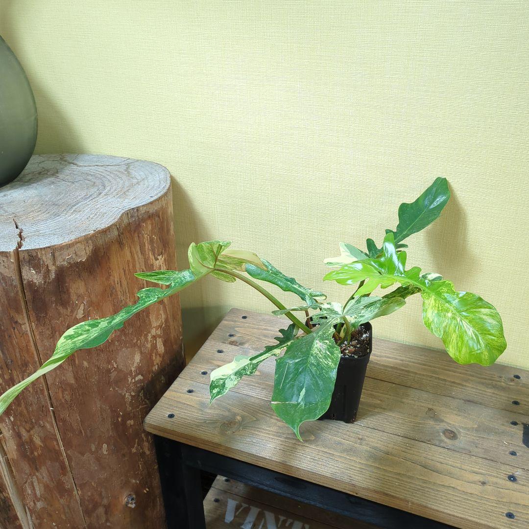 キ*ん様 Philodendron Florida Beauty x mayoi