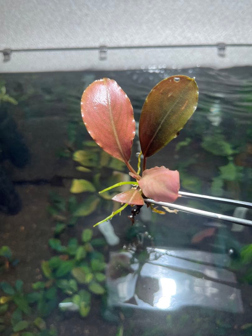 水草 Bucephalandra sp Red Ulysses