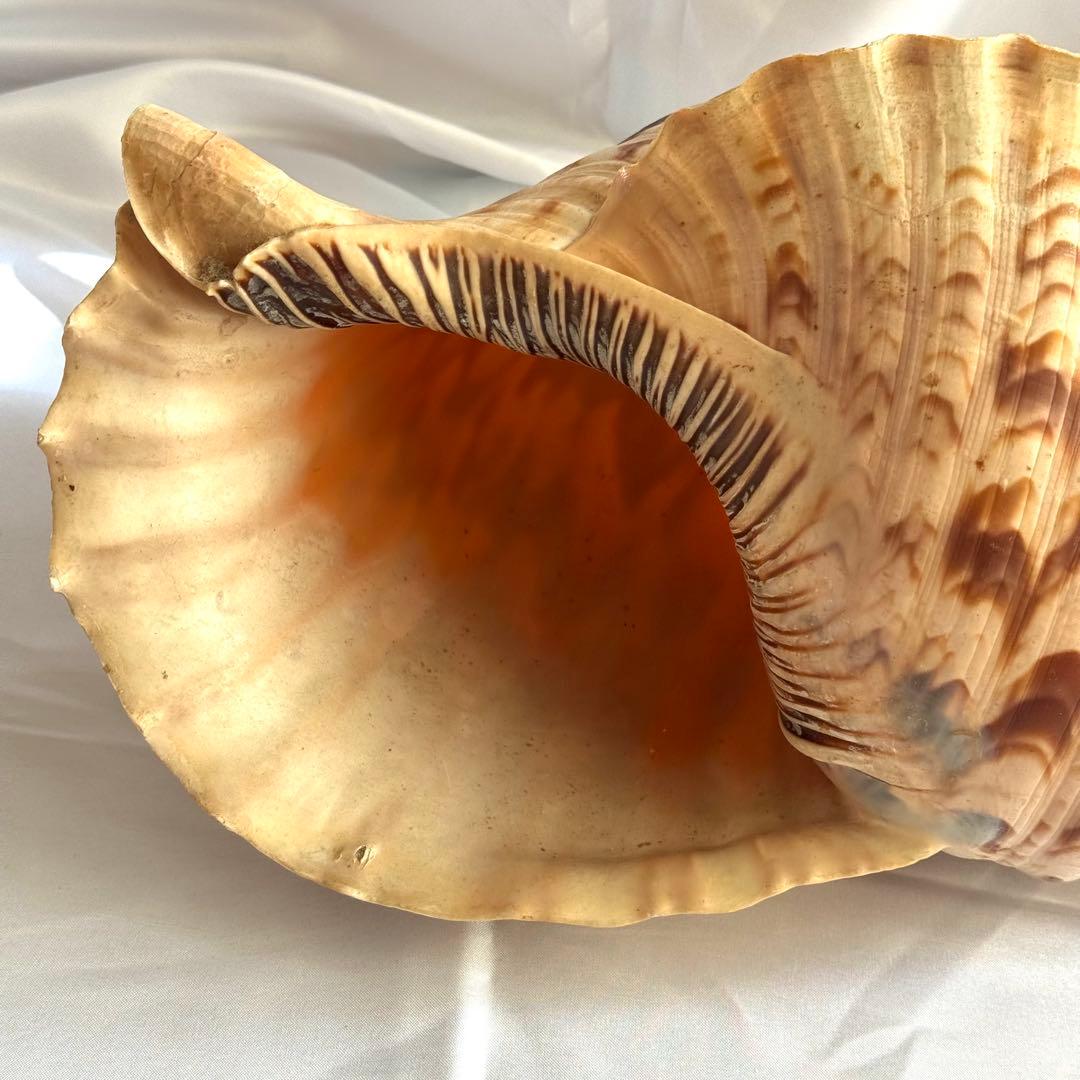 お値下げ　ホラガイ　法螺貝 超特大 約38cmホラ貝 ほら貝 インテリア　置物