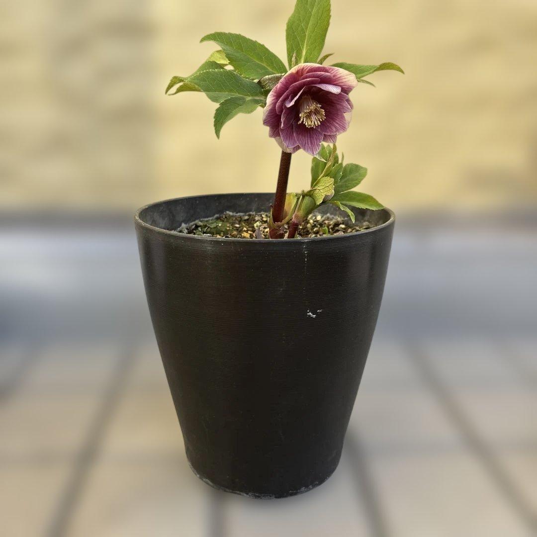 まい様ご購入品　認定ソレイユ　広瀬園芸　クリスマスローズ