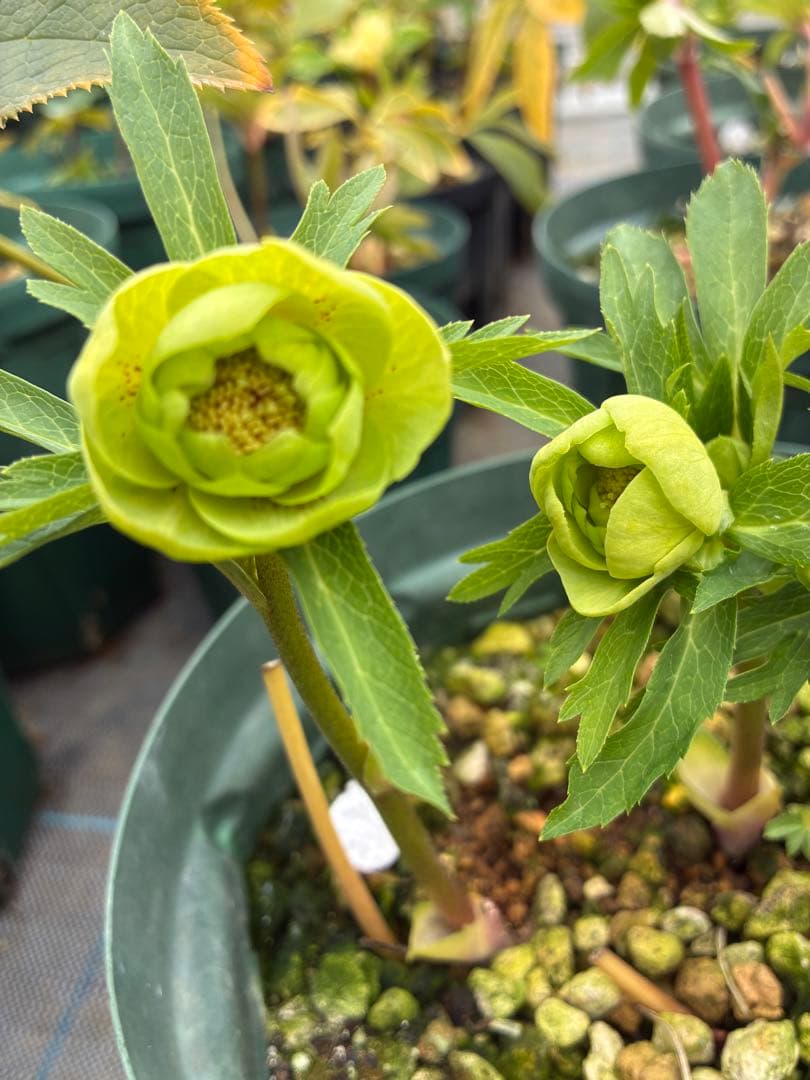 クリスマスローズ　小輪グリーンオーレア　微スポット　６寸