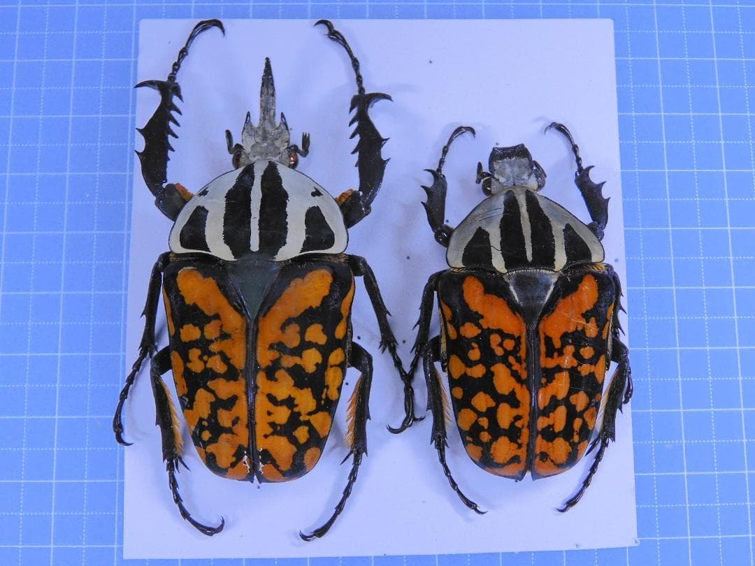 タンザニア産　オーベルチュールツノハナムグリ　65mm 52mmペア