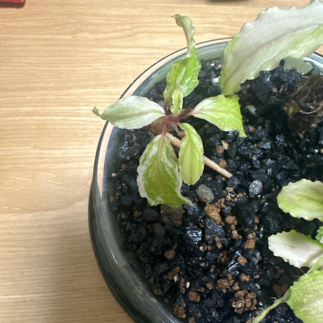 Bucephalandra sp. ピンクバリエガータ