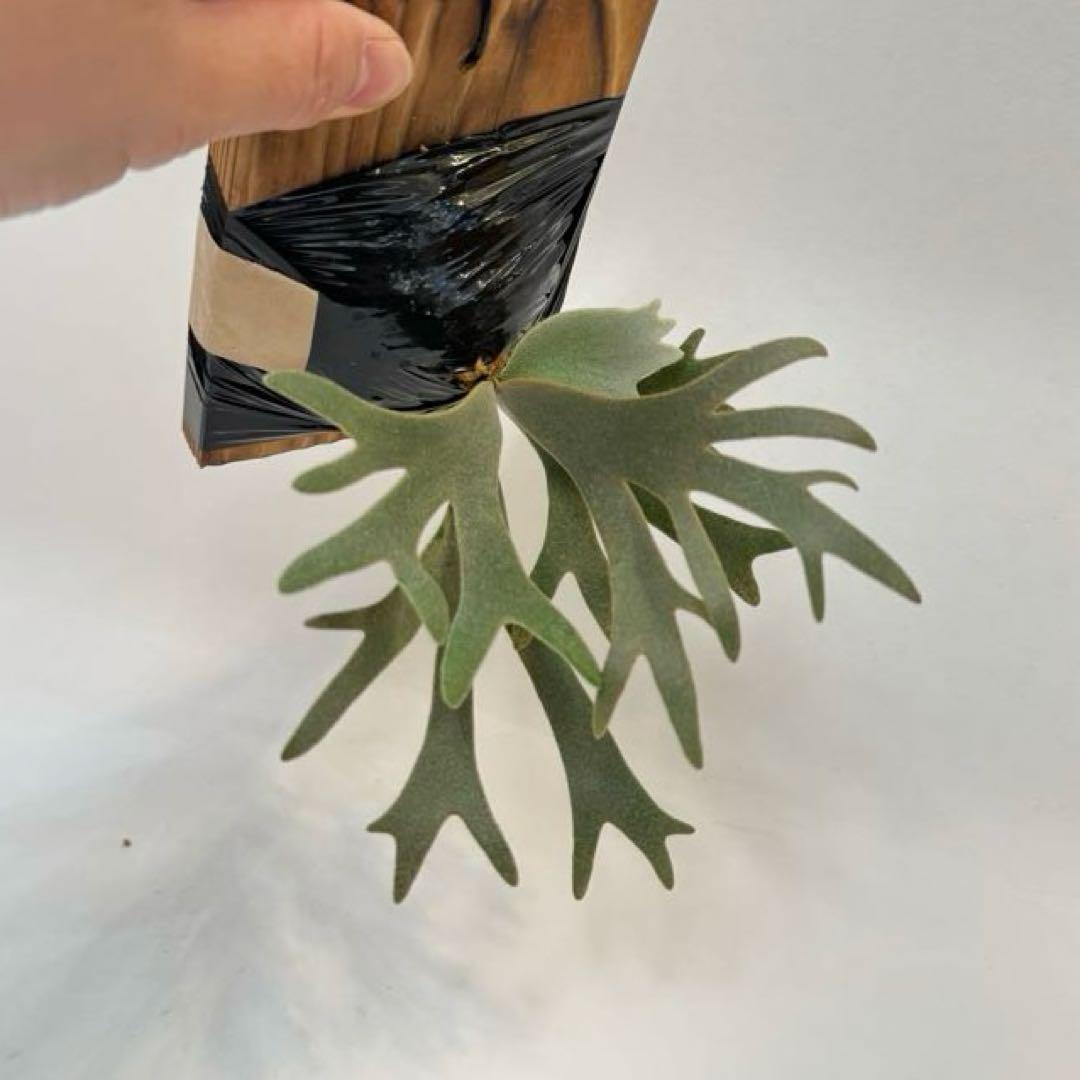 し*ー様 ◆ P.Willinckii ‘OMG’ spore（O-018）