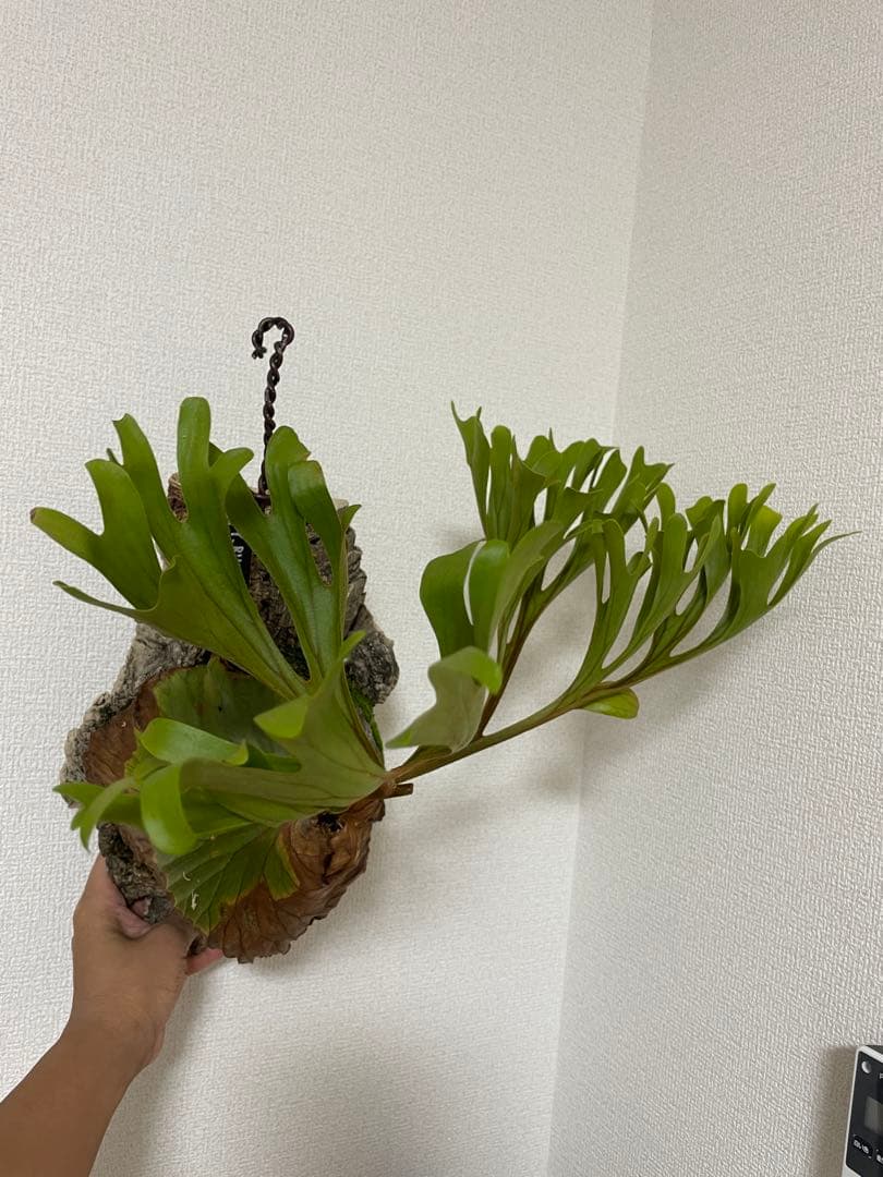 大株 P. ridleyi Wildリドレイ リドレー 長期育成株 ウィリンキー