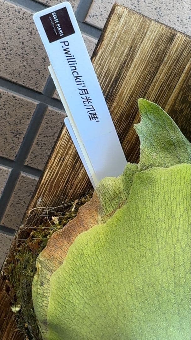 【初売り特価】P.willinckii ' 月光爪哇 ' OC