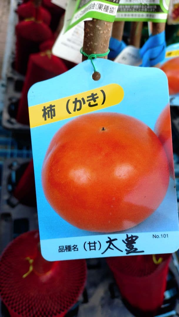 太秋柿 と希少品種！太豊２年生セット販売品！
