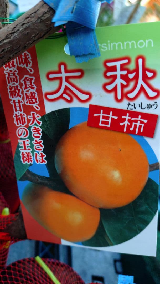 太秋柿 と希少品種！太豊２年生セット販売品！