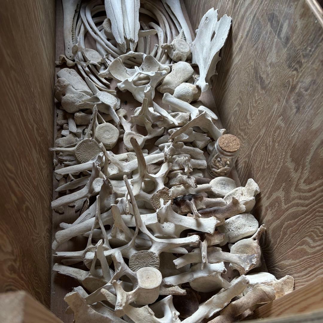 イルカ　骨格標本