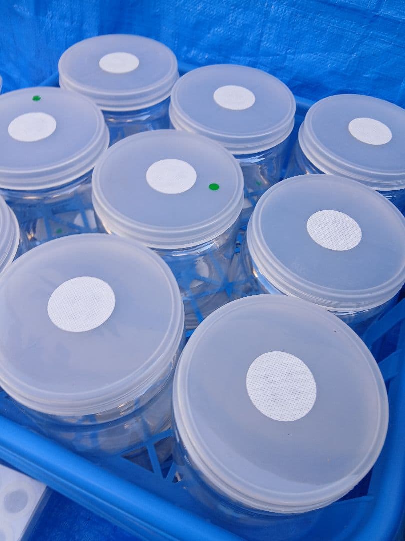 硬質クリアボトル、ボトルコンテナーなど幼虫飼育セット