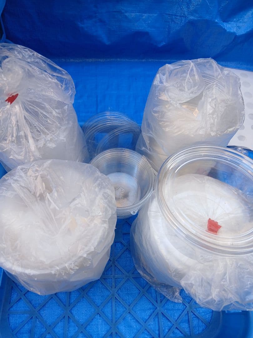 硬質クリアボトル、ボトルコンテナーなど幼虫飼育セット