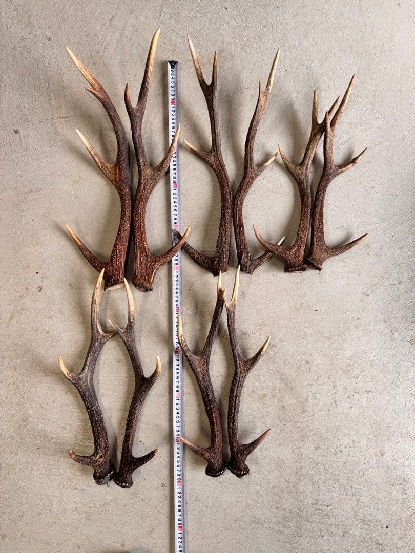 日本鹿の角 5対(10本セット ) No.1