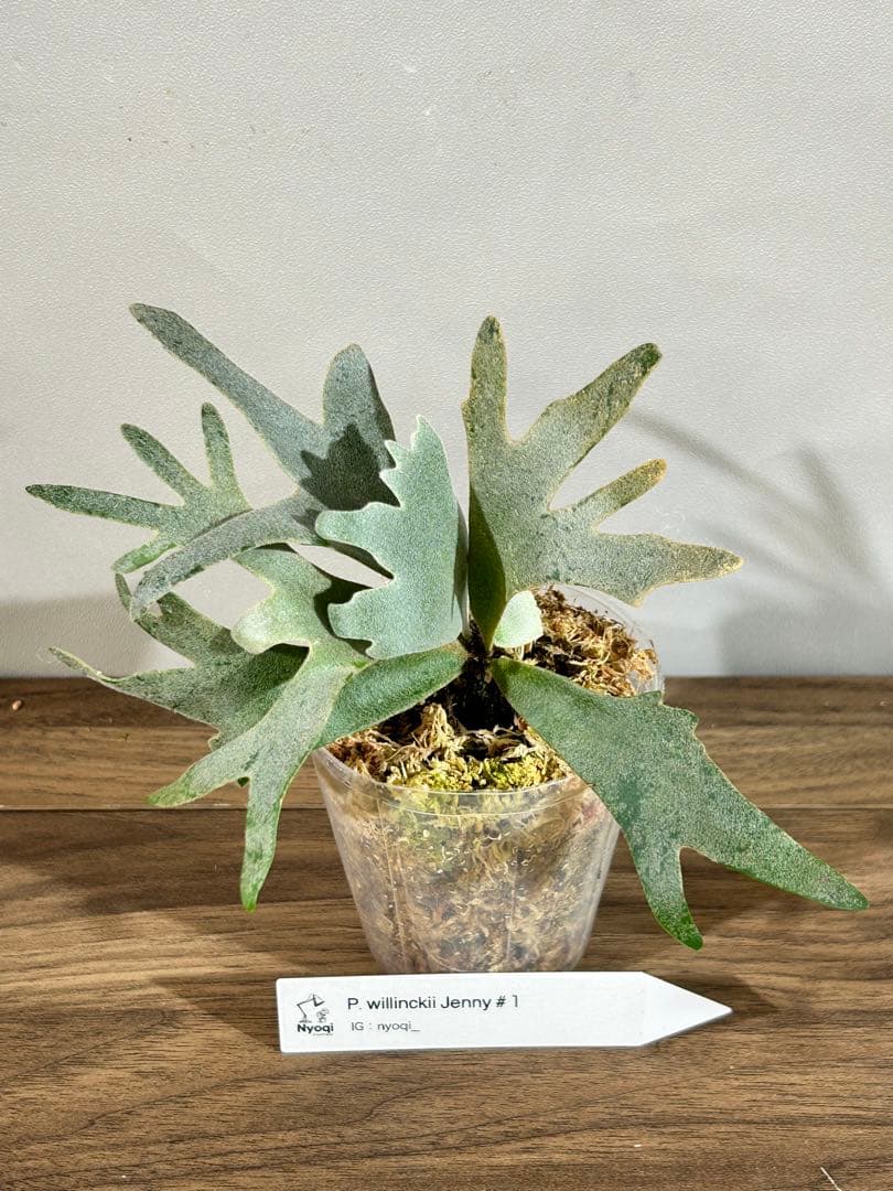 P. Willinckii Jenny #1 (TC)【6】