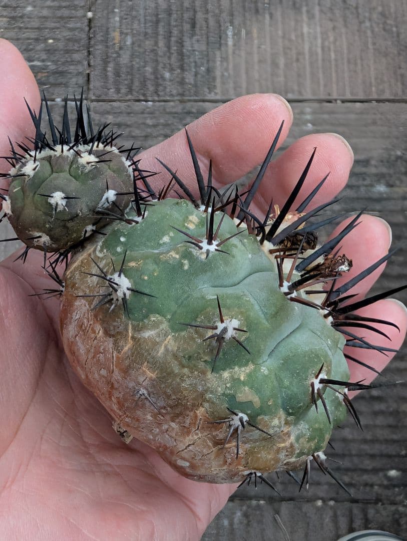 M*9様 【特選】コピアポア　シネレア　黒王丸③