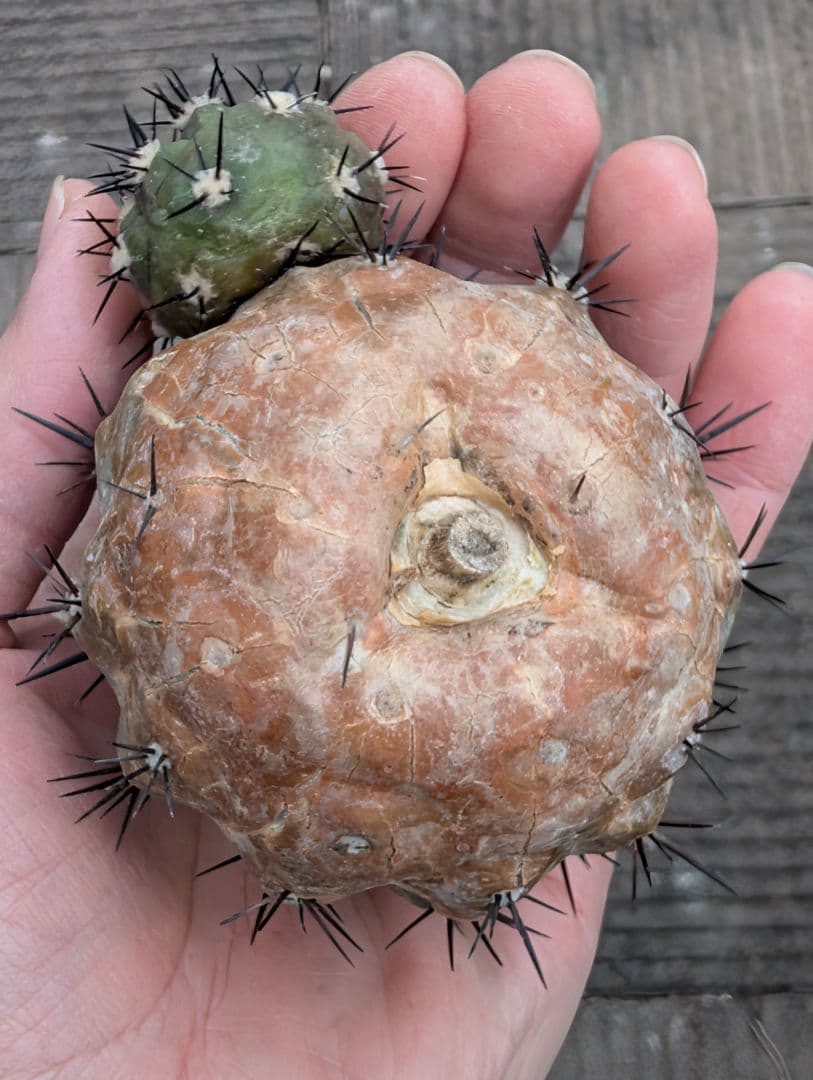 M*9様 【特選】コピアポア　シネレア　黒王丸③