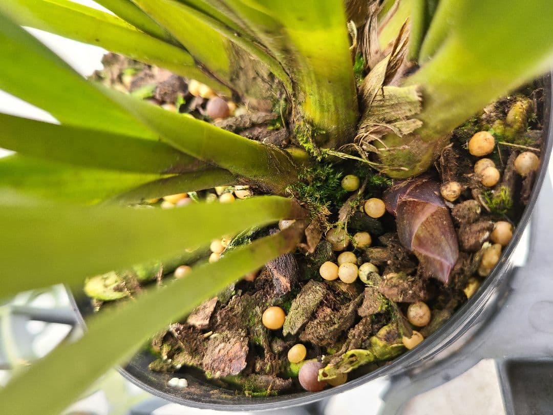 ミスマフェット。花芽合計11個。5鉢セット。蜜蜂誘引蘭。日本蜜蜂