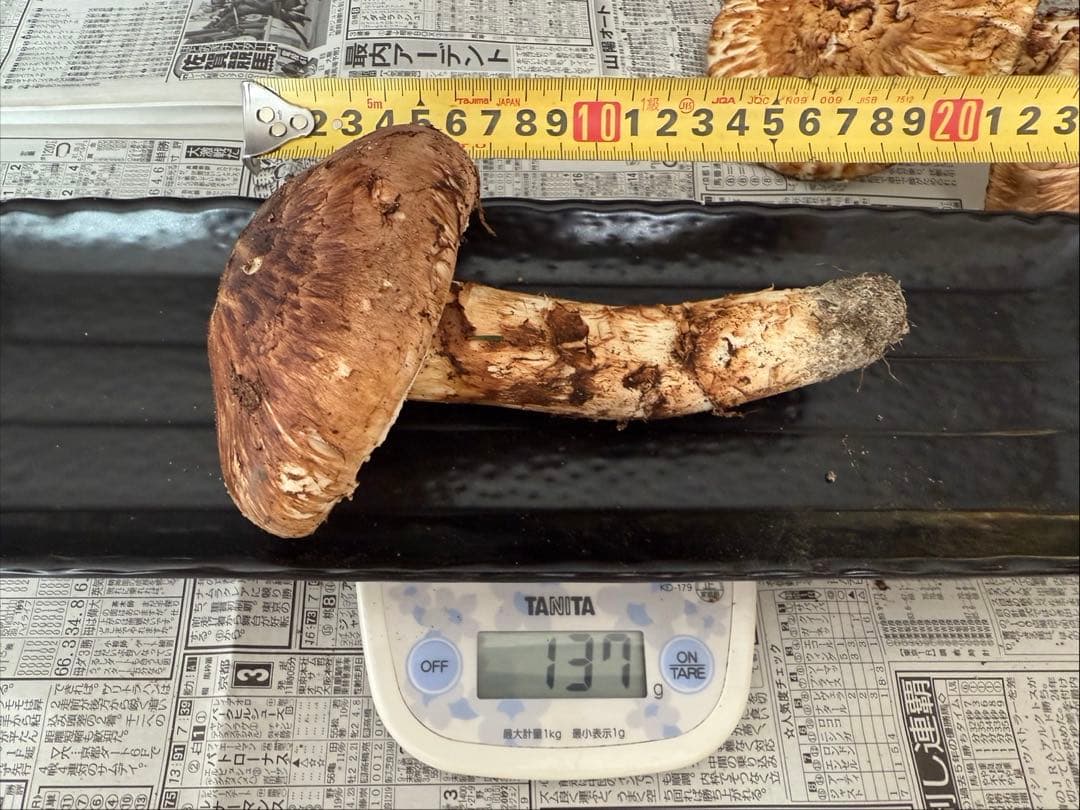 松茸　北海道　700g 訳あり　④