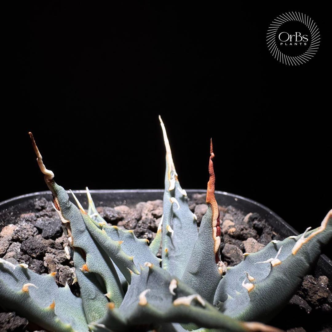 【実生】アガベ ユタエンシス エボリスピナ コークスクリュー ダブルヘッド 陽炎