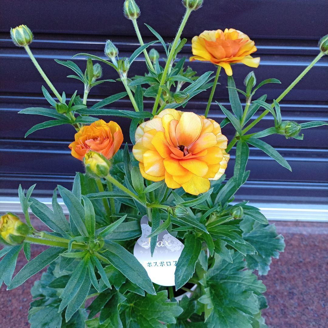 希少品種ラナンキュラスラックス ポスポロス 鉢花5号　55ｃｍ　現物発送
