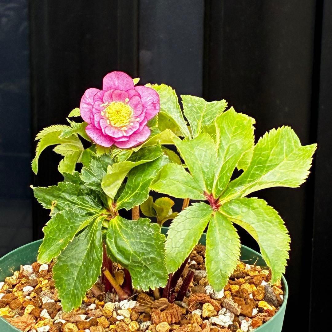 ˙*⋆様 3539☘️蕾花タグ付☘️蜃気楼交配⭐️特殊発色⭐️小輪⭐️オーレア⭐