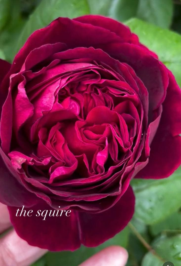 【1.29癌腫無し 即購入可能】【ザスクワイヤー】廃盤ERイングリッシュローズ