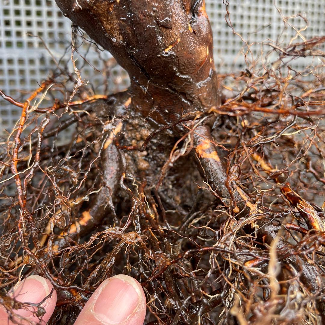 【1.29癌腫無し 即購入可能】【ザスクワイヤー】廃盤ERイングリッシュローズ