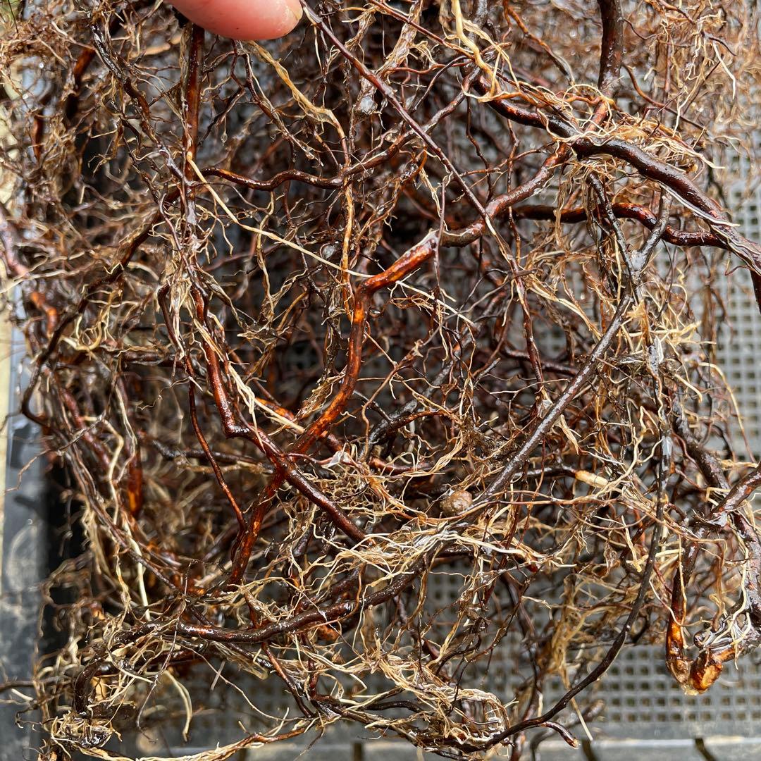 【1.29癌腫無し 即購入可能】【ザスクワイヤー】廃盤ERイングリッシュローズ