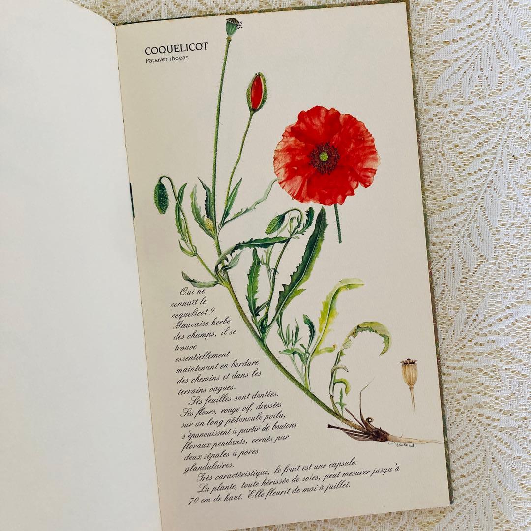 洋書　古書　フランスの植物図鑑　淡くやさしい水彩画♡　野の花　ハーブ