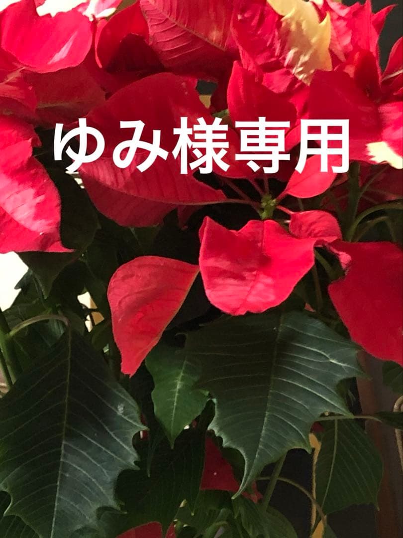 ナプラN.ポリッシュオイル150ml×4